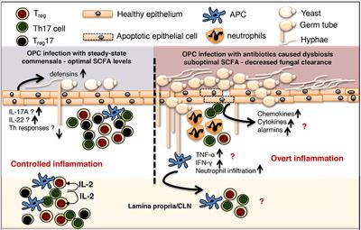 Microbiome Dependent Regulation of Tregs and Th17 Cells in Mucosa